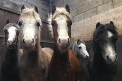 84750258_914327315650568_4199452476081963008_n